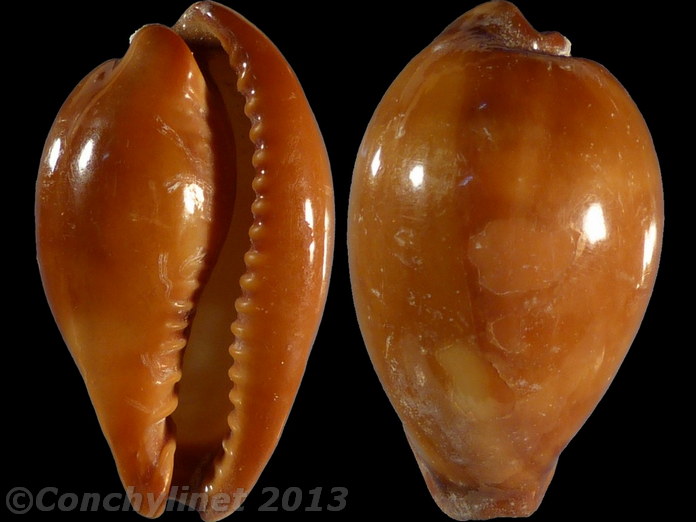 Cypraea onyx