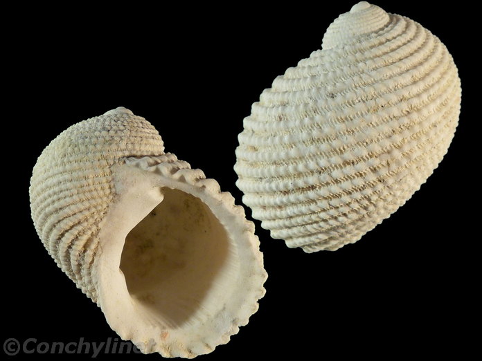Neritopsis radula