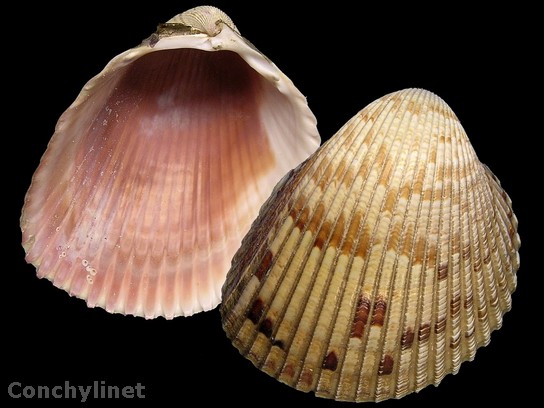 Dinocardium robustum