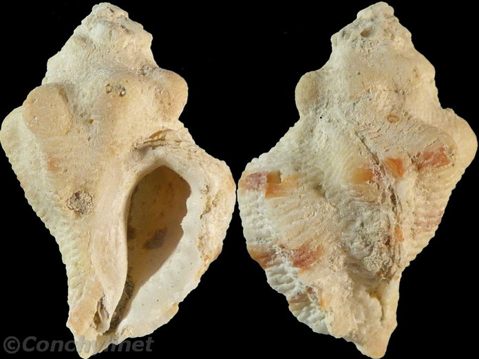 Vitularia miliaris