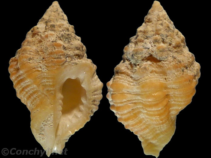 Pollia wagneri