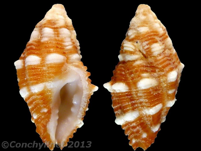 Morula biconica