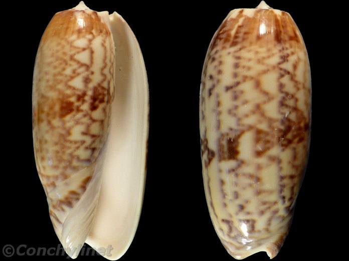 Oliva tremulina