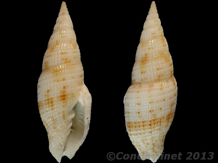 Vexillum acupictum