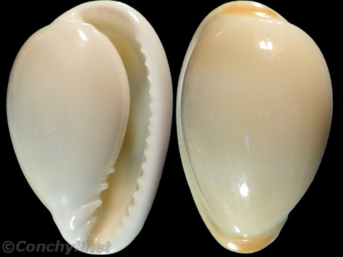 Marginella lilacina