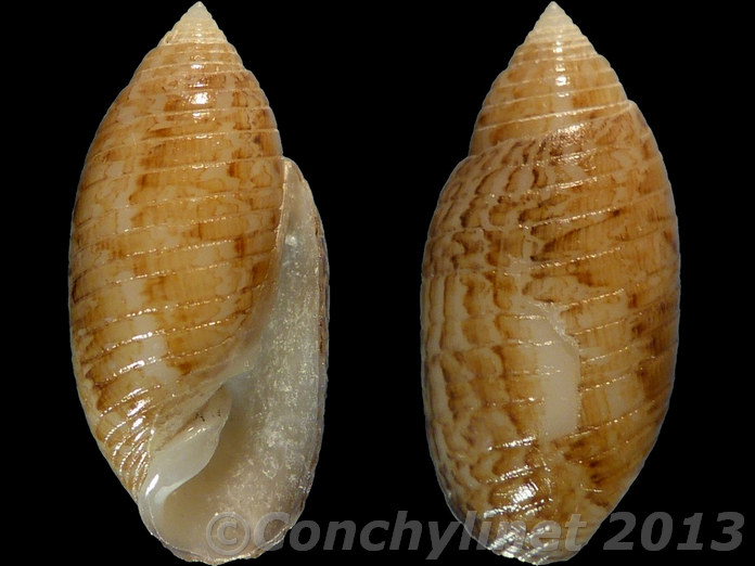 Pupa sulcata Pupa sulcata