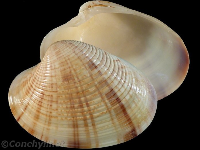 Callista erycinella