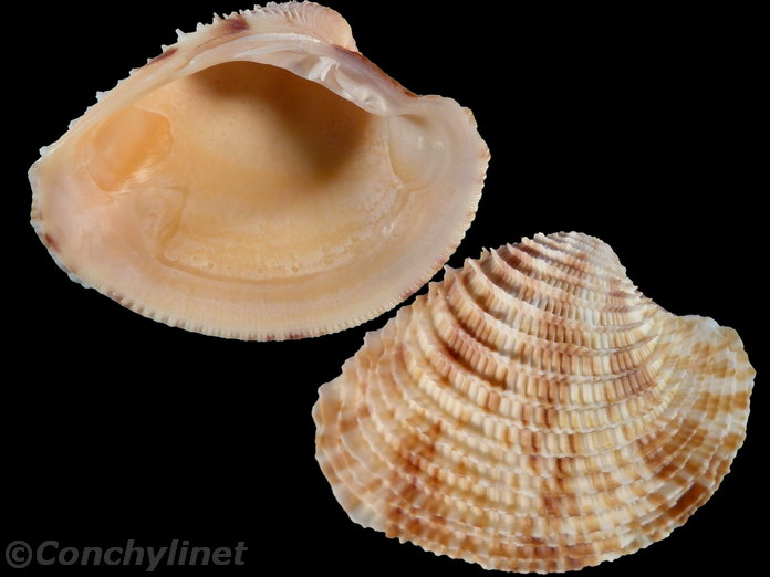 Antigona lamellaris