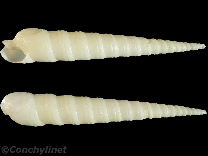 Terebra laevigata