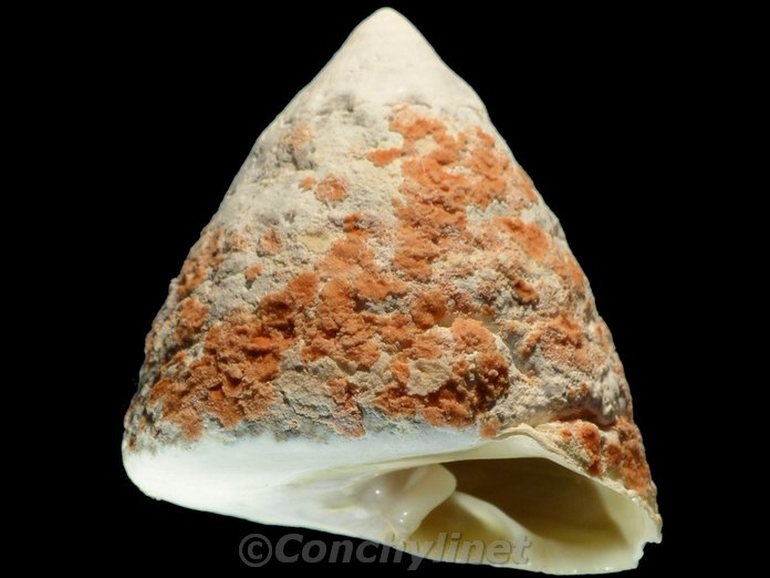 Tectus pyramis