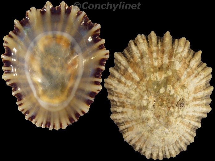 Patella depressa