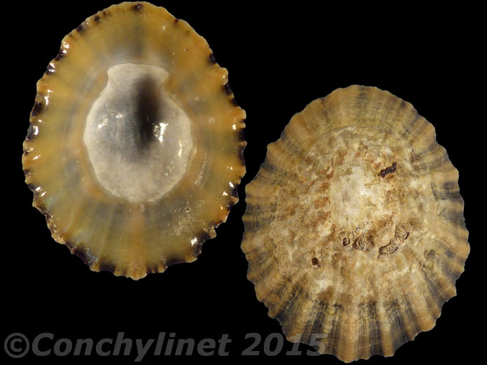 Patella vulgata
