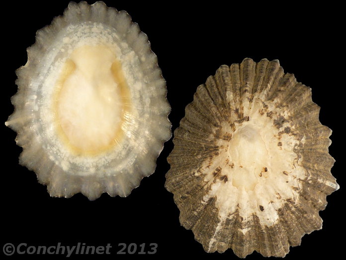 Patella lugubris
