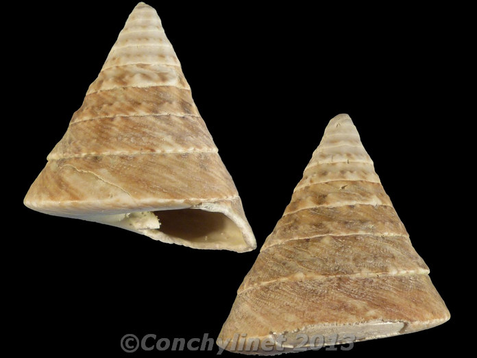 Tectus pyramis