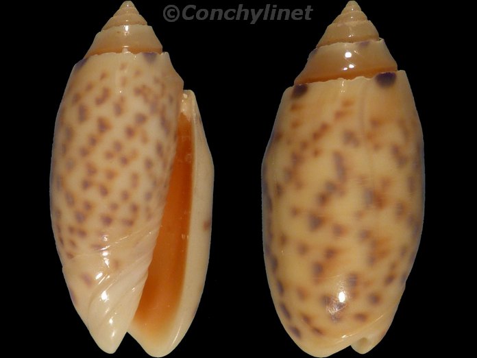 Oliva annulata