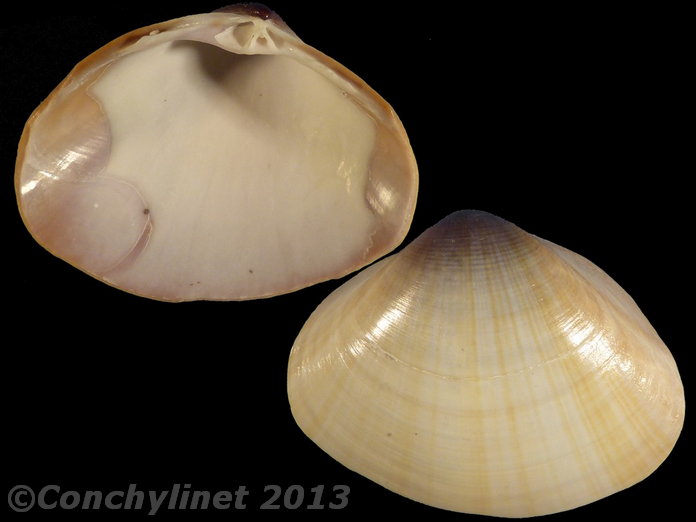 Mactra sericea