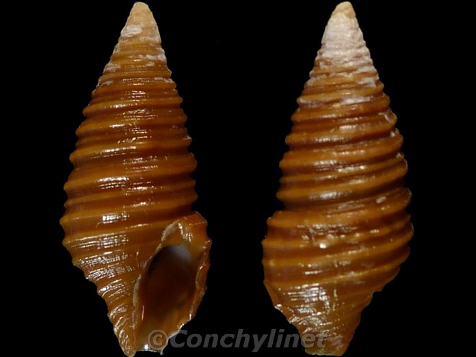 Turridrupa cincta
