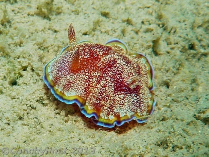 Chromodoris albopunctata