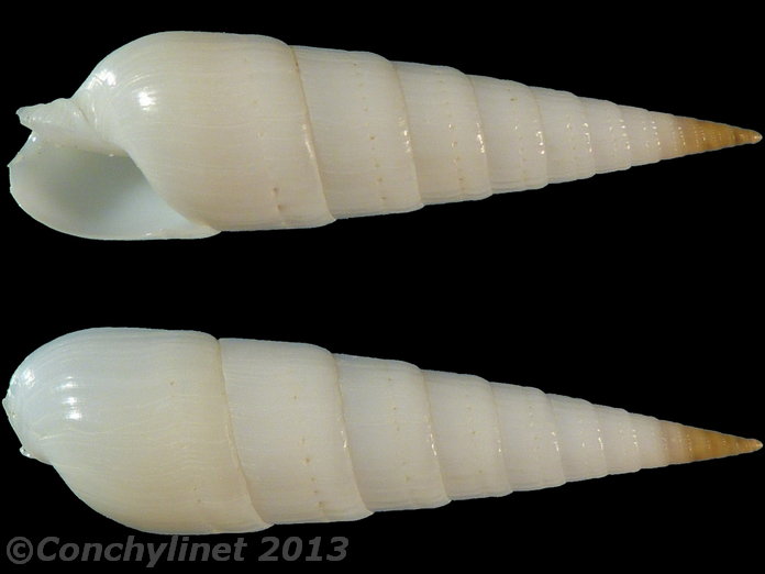 Myurella eburnea