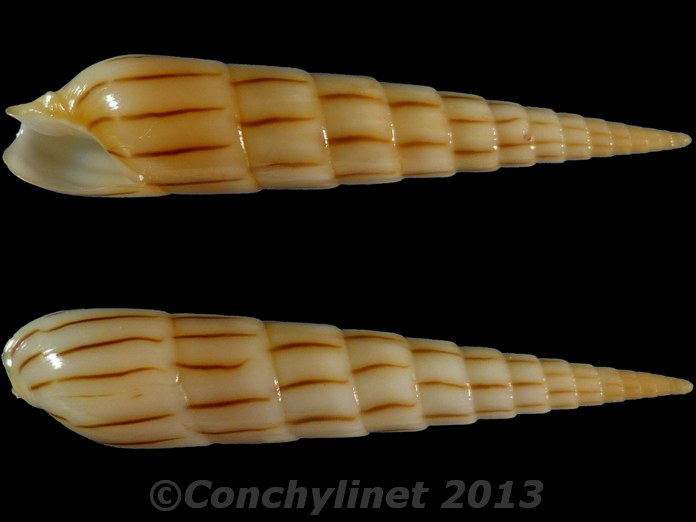 Hastula lanceata