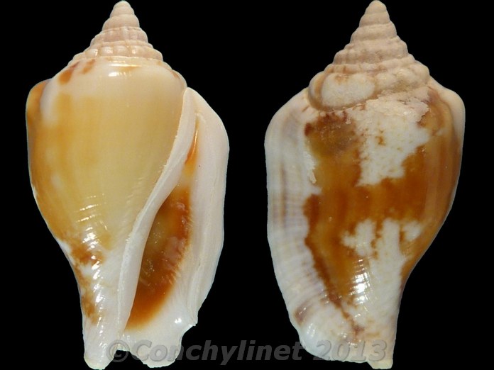 Canarium ochroglottis