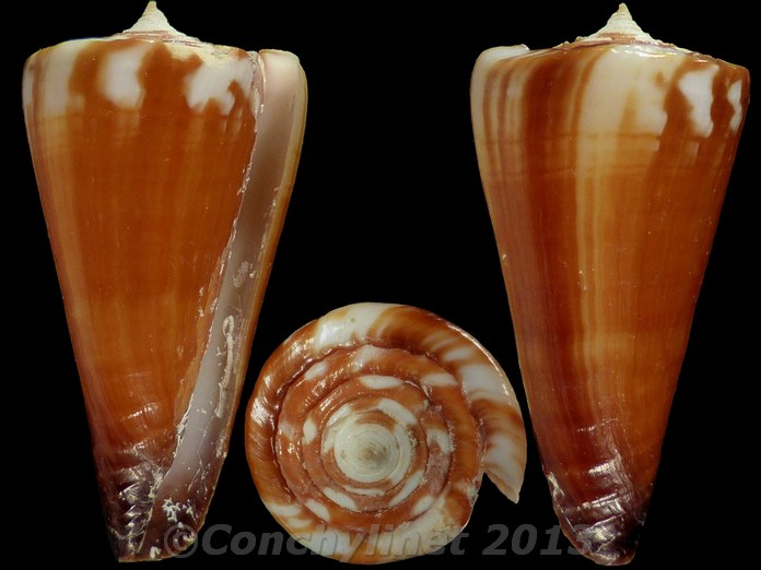 Conus litoglyphus