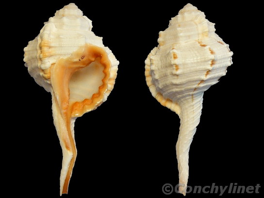 Ranularia gutturnia