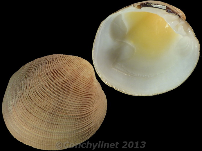Antigona clathrata