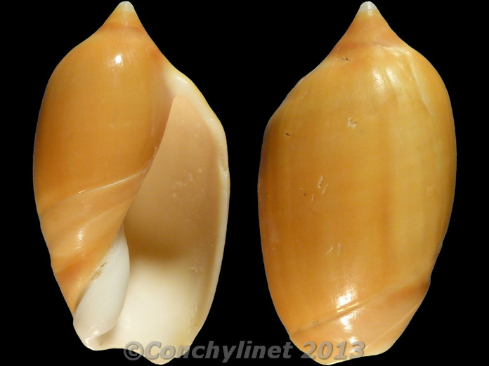 Ancilla castanea