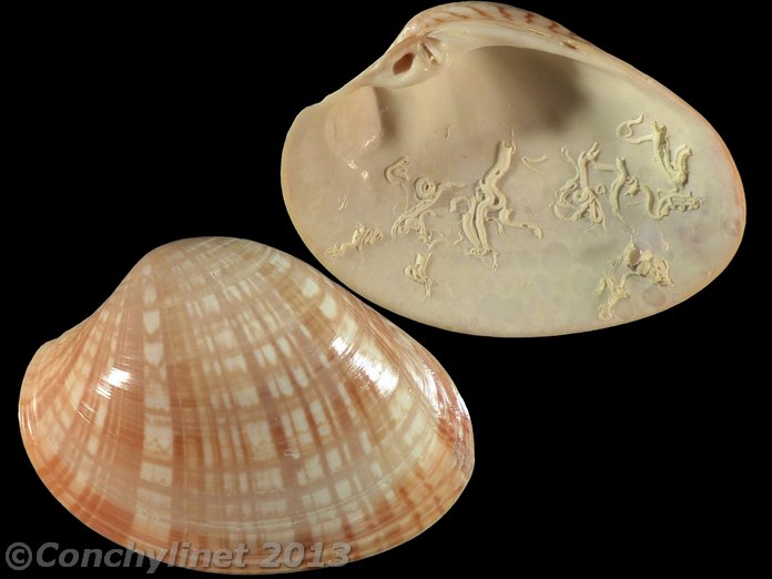 Callista multiradiata
