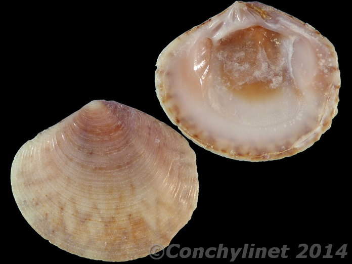 Circe corrugata