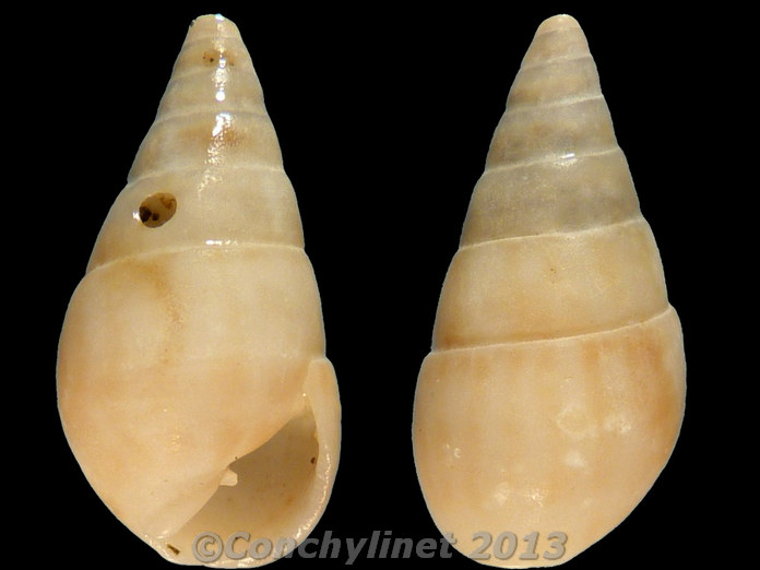 Unidentified species