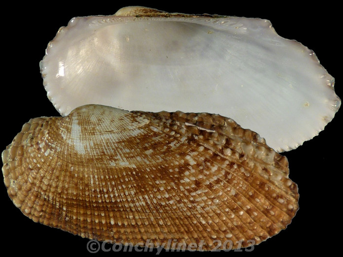 Barbatia cometa