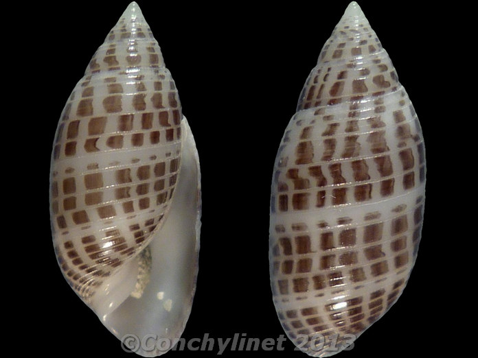 Pupa strigosa