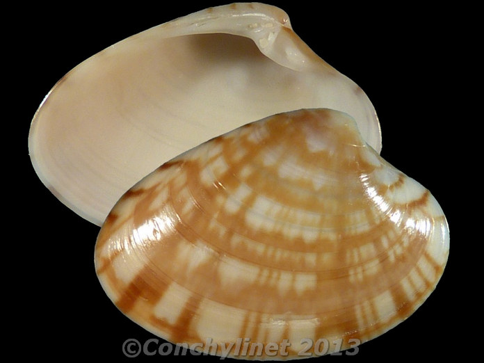Callista multiradiata