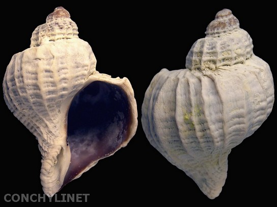 Trophon geversianus