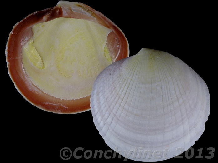 Codakia punctata