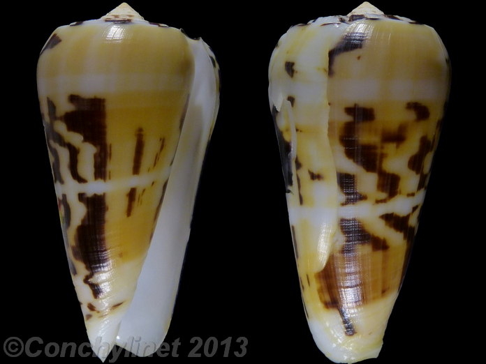 Conus mascarenensis