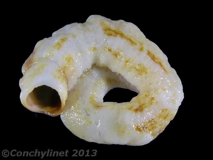 Unidentified species