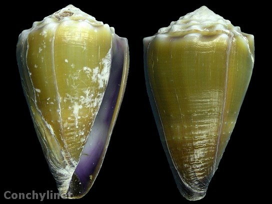 Conus lividus Conus lividus
