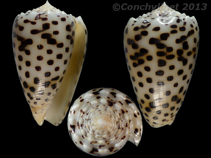 Conus pulicarius