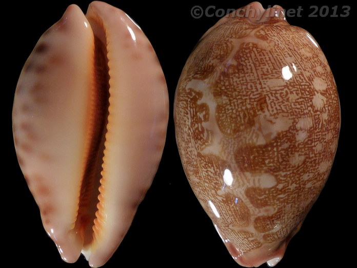 Cypraea mappa