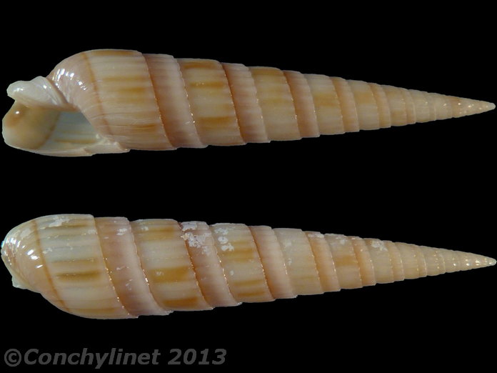 Duplicaria duplicata