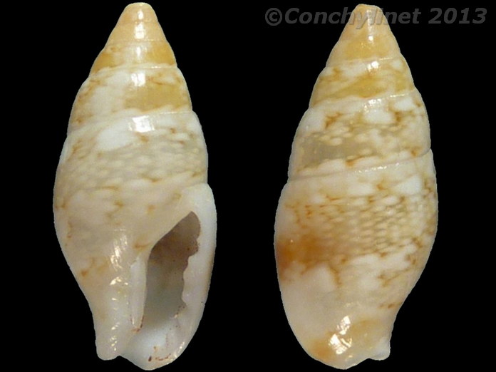 Mitrella floccata
