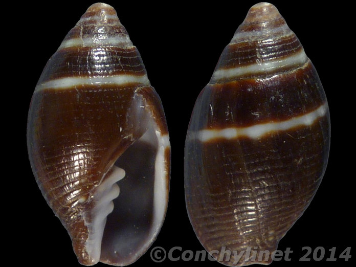 Strigatella auriculoides