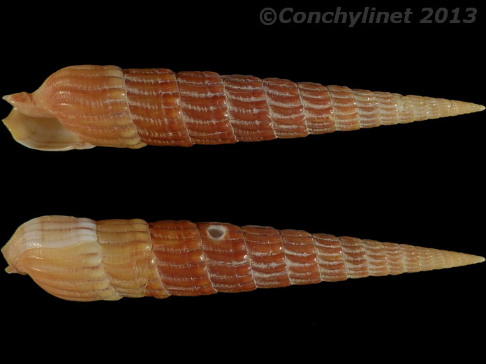 Myurellopsis columellaris