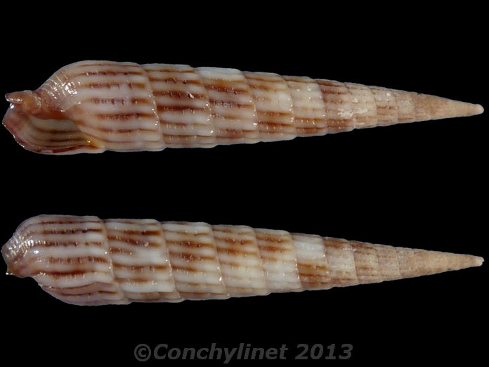 Myurella kilburni - (R.D. Burch, 1965) 9957
