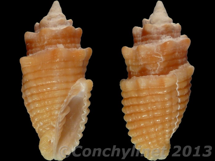 Condylomitra bernhardina