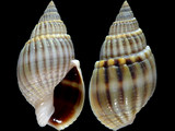 Variation310028