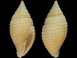 Mitra turgida